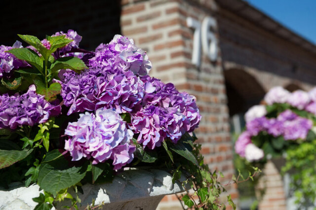 Uitvaartcentrum Bollenstreek Voorgevel Detail Hortensias