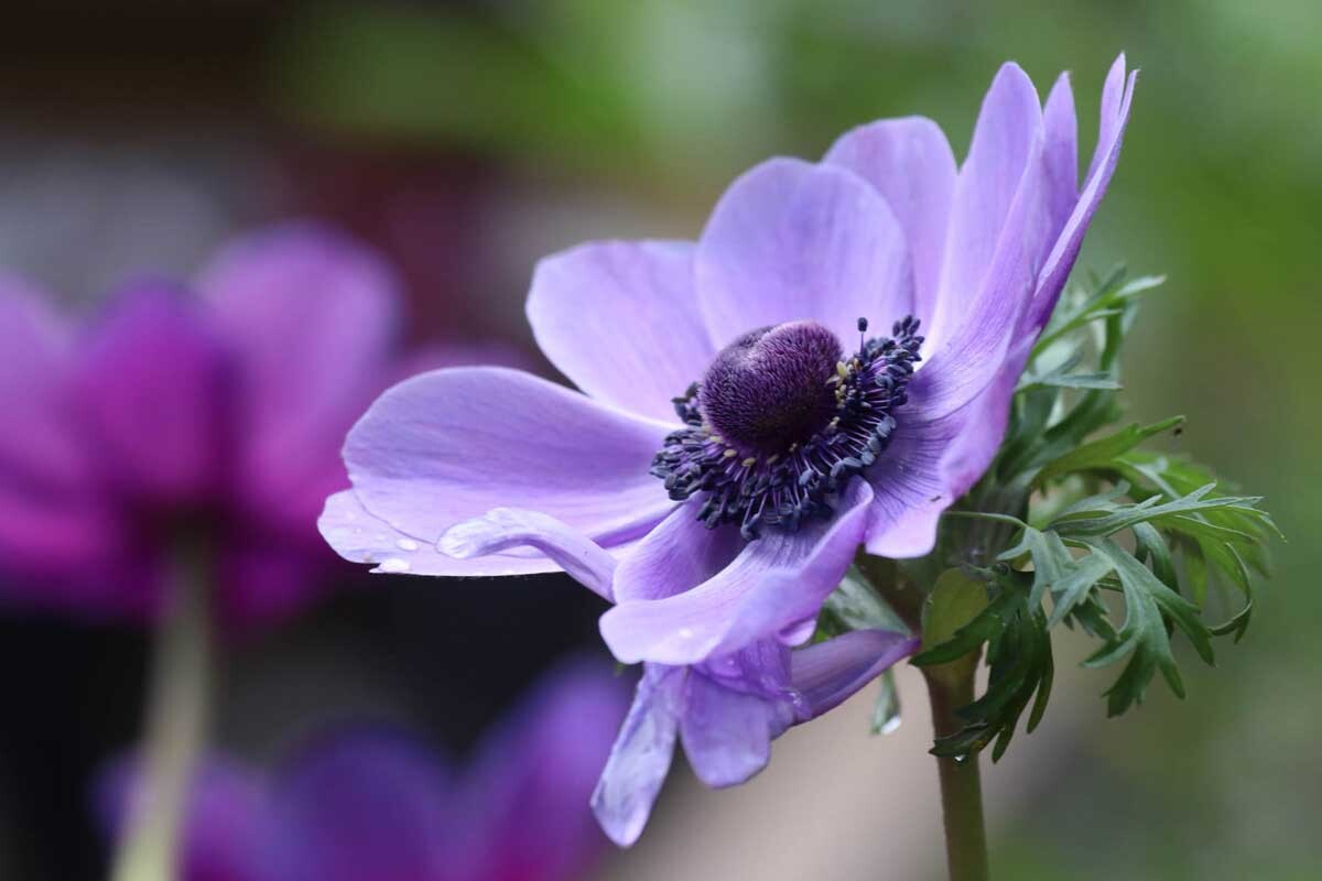 Uitvaartzorg Bollenstreek Annemoon close up