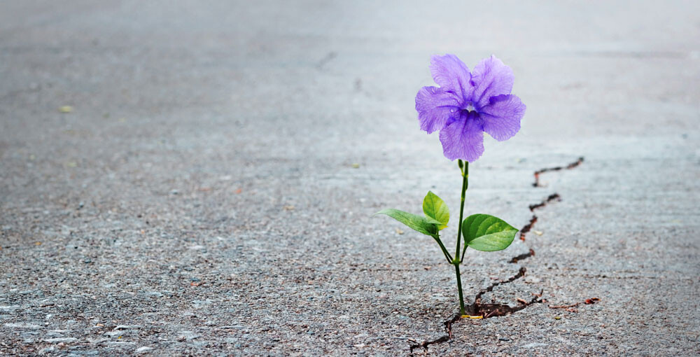 Uitvaartzorg Bollenstreek Bloem in scheur weg