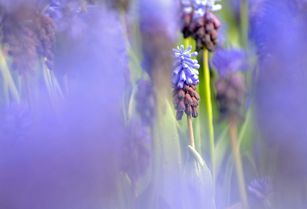 Uitvaartzorg Bollenstreek Keukenhof blauwe druifjes