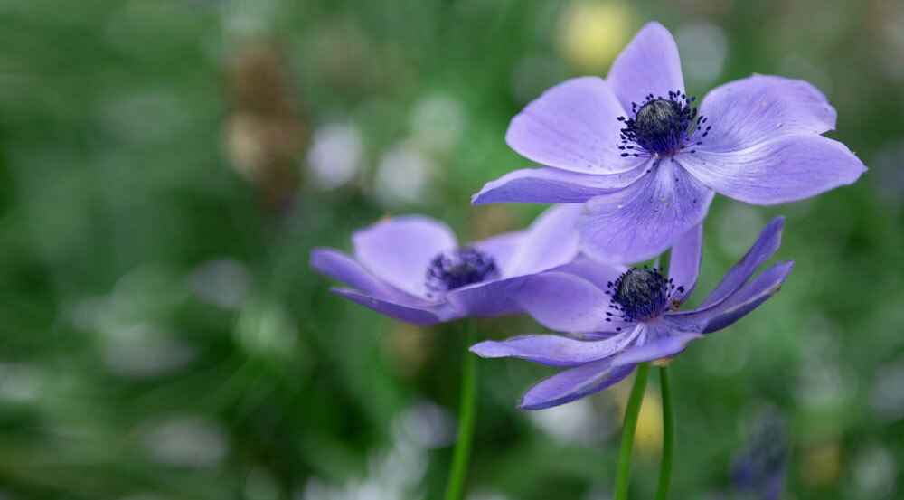 Uitvaartzorg Bollenstreek Keukenhof Paars