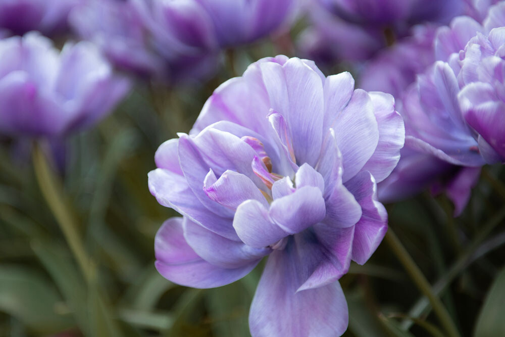 Uitvaartzorg Bollenstreek Keukenhof tulp open Paars