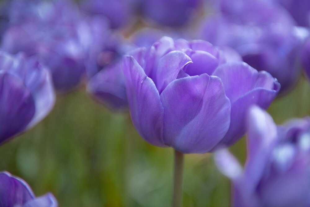 Uitvaartzorg Bollenstreek Keukenhof tulp Paars