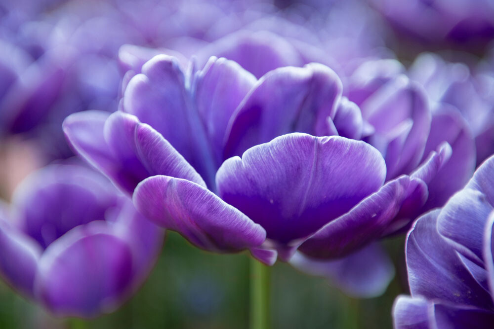 Uitvaartzorg Bollenstreek Keukenhof tulpen Paars
