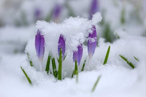 Uitvaartzorg Bollenstreek nieuws winterse omstandigheden uitvaart